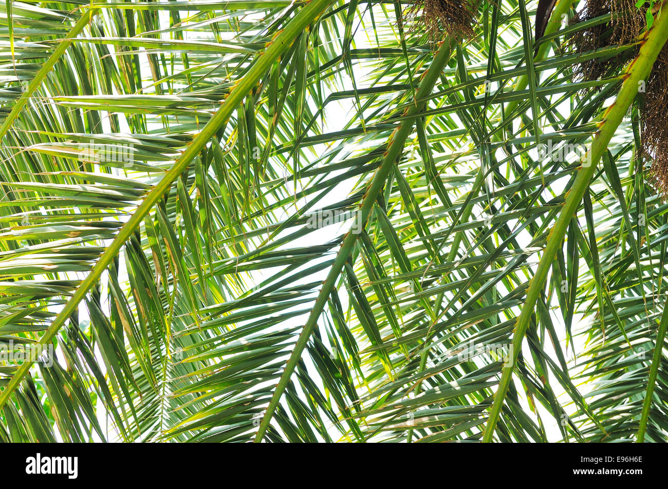 palm branches background Stock Photo - Alamy