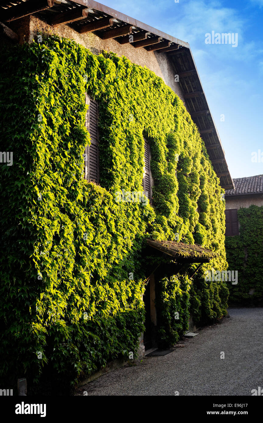 house covered with ivy Stock Photo