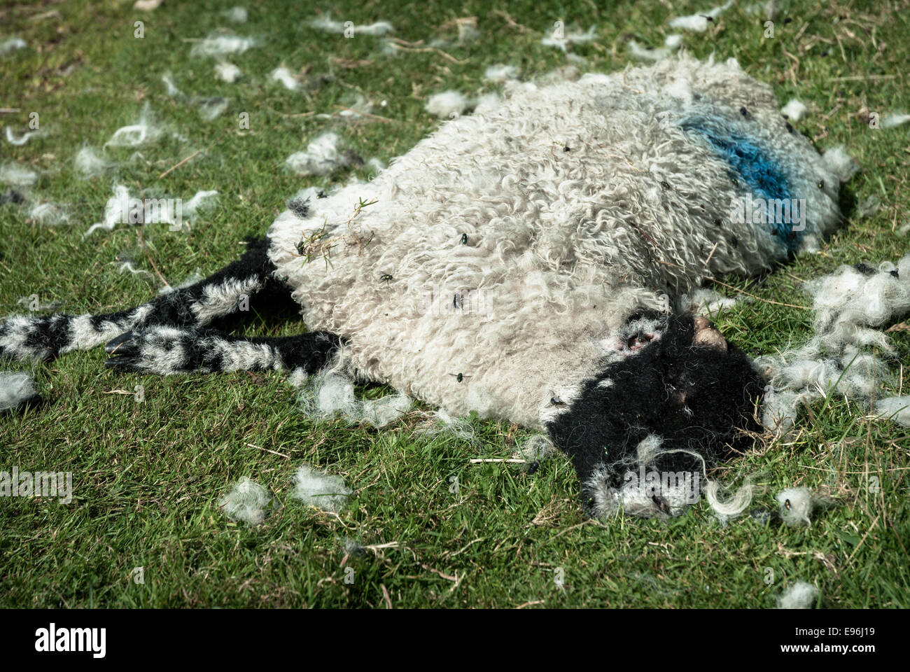 A dead sheep covered in flies. Stock Photo