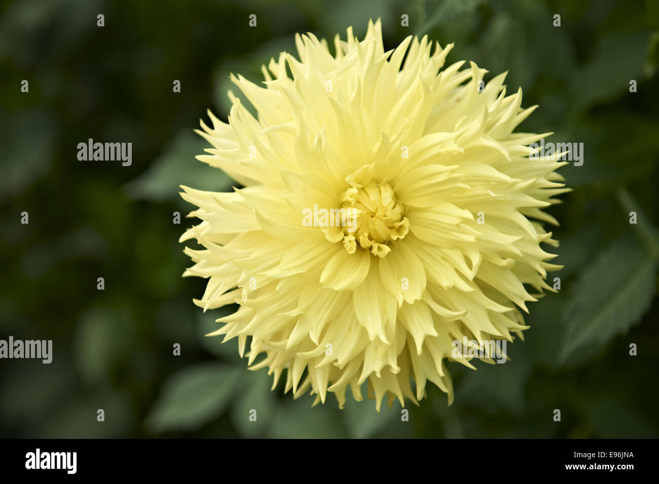 Dahlia makro hires stock photography and images Alamy