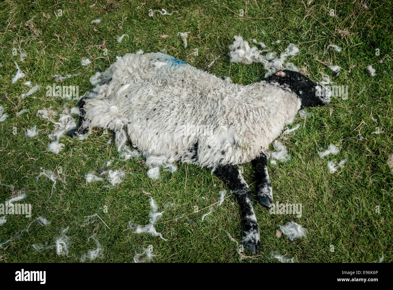 A dead sheep covered in flies. Stock Photo