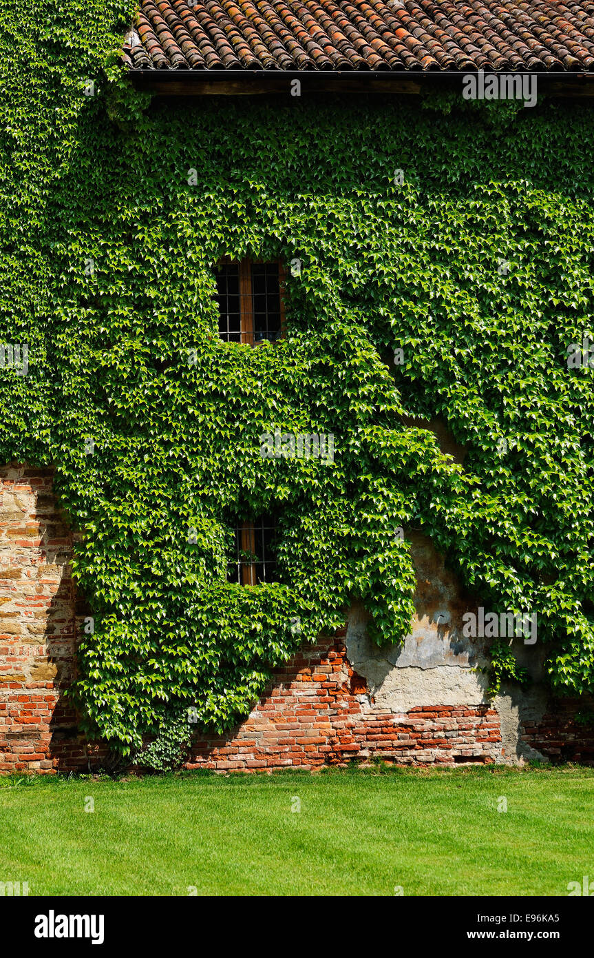 house covered with ivy Stock Photo