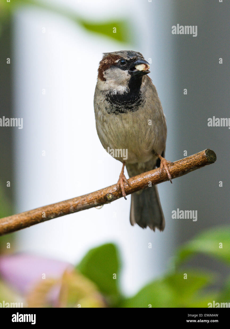 House Sparrow [Passeridae] perched on a magnolia branch in a garden setting with a small piece of food (Peanut) in its beak. Stock Photo