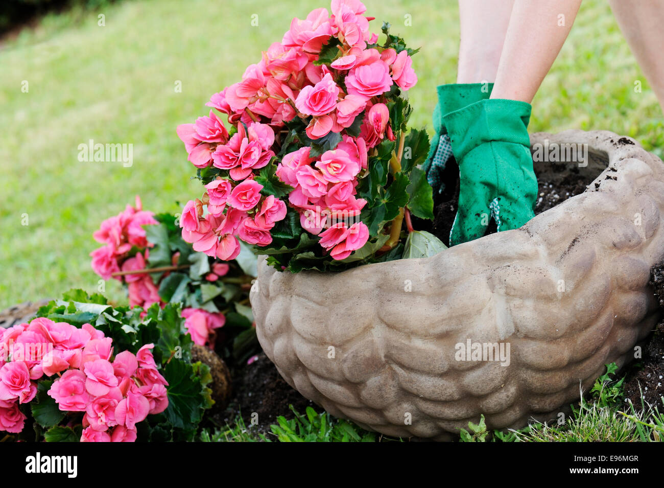 preparing a pot with the soil to plant flowers Stock Photo Alamy