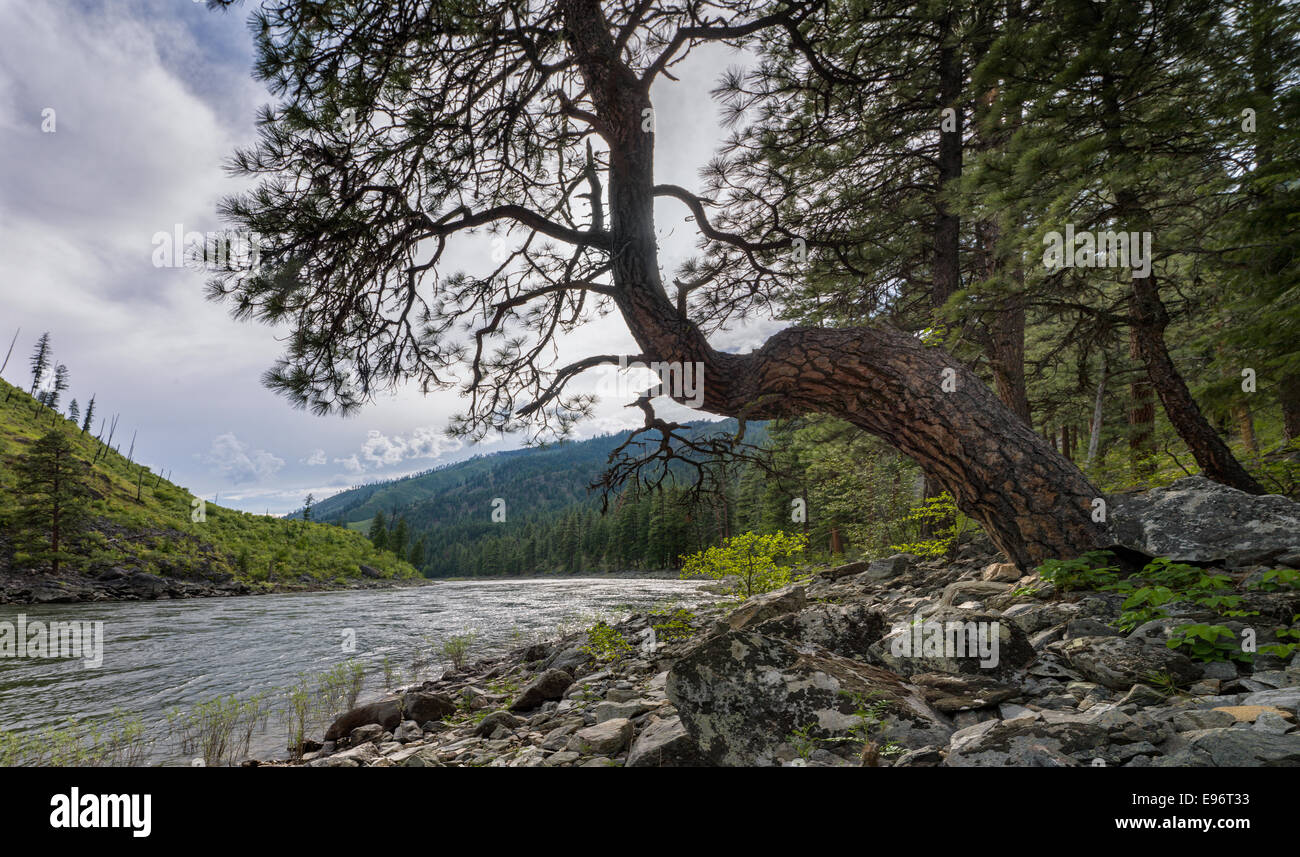 The Salmon River flows past a rocky shore near Allison Bar Stock Photo