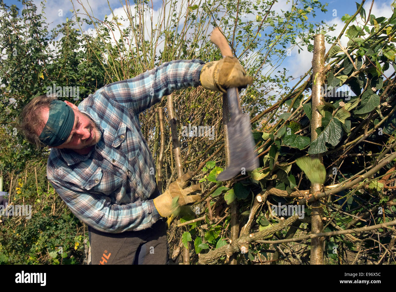 Man taking part in the Hampshire Hedgelaying Championships 2014, Medstead, Hampshire, UK. Stock Photo
