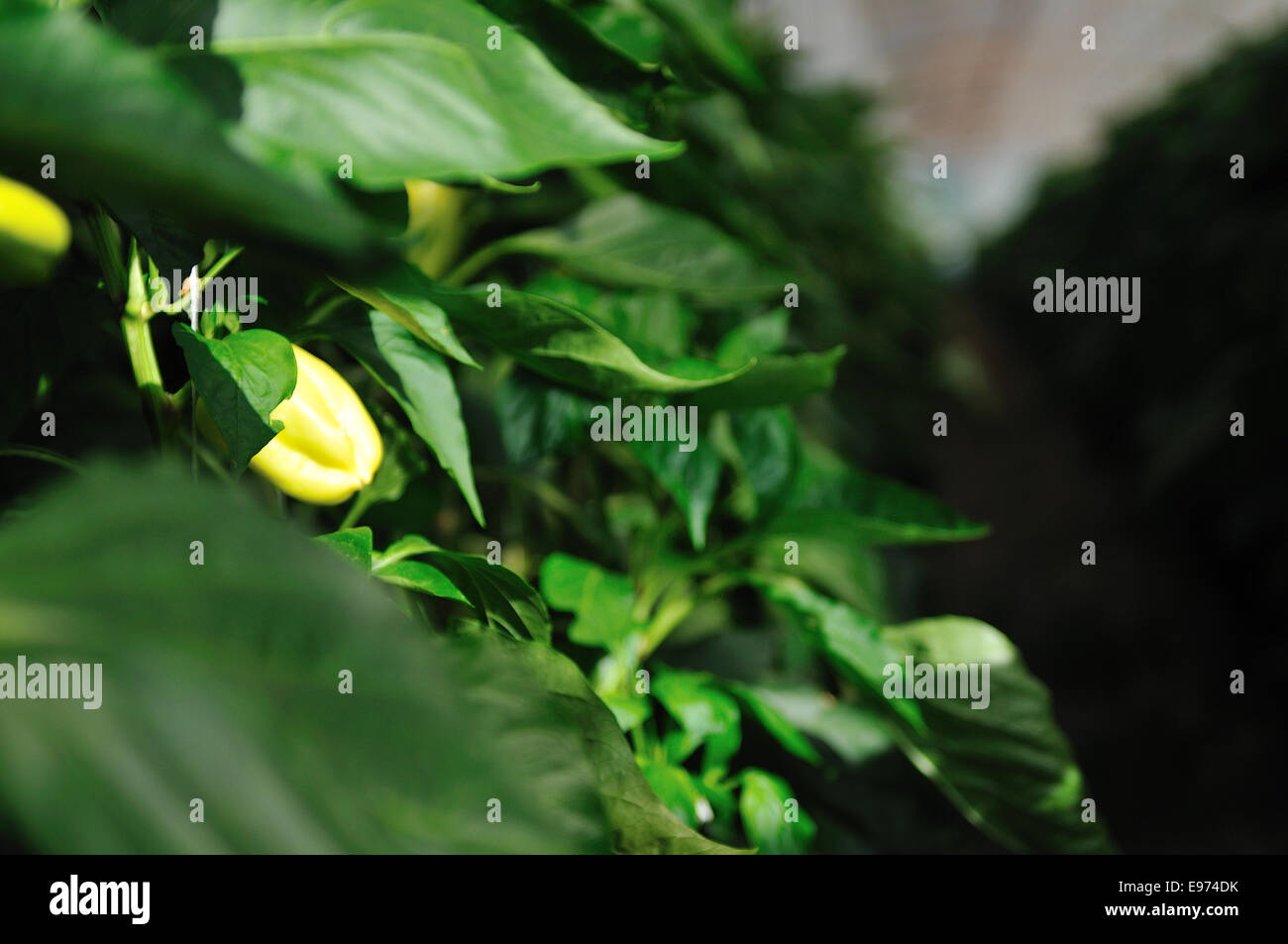 paprika in greenhouse Stock Photo Alamy