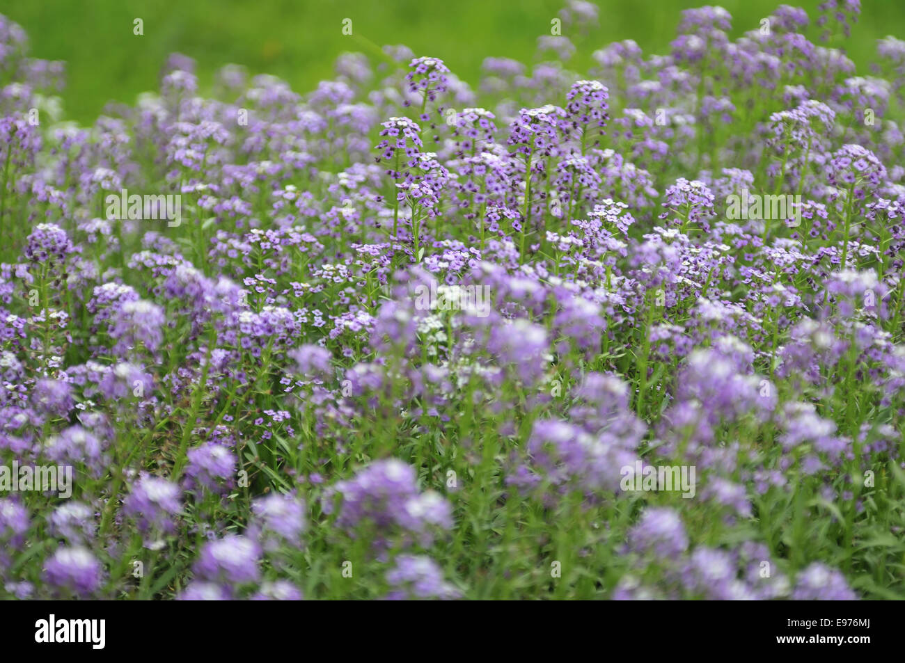 purple flower background Stock Photo - Alamy