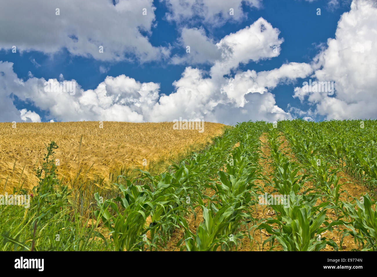 Colorful corn and wheat fields in spring Stock Photo