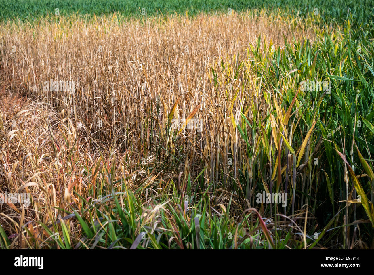 Yellowing of a whet crop caused by contamination. Stock Photo