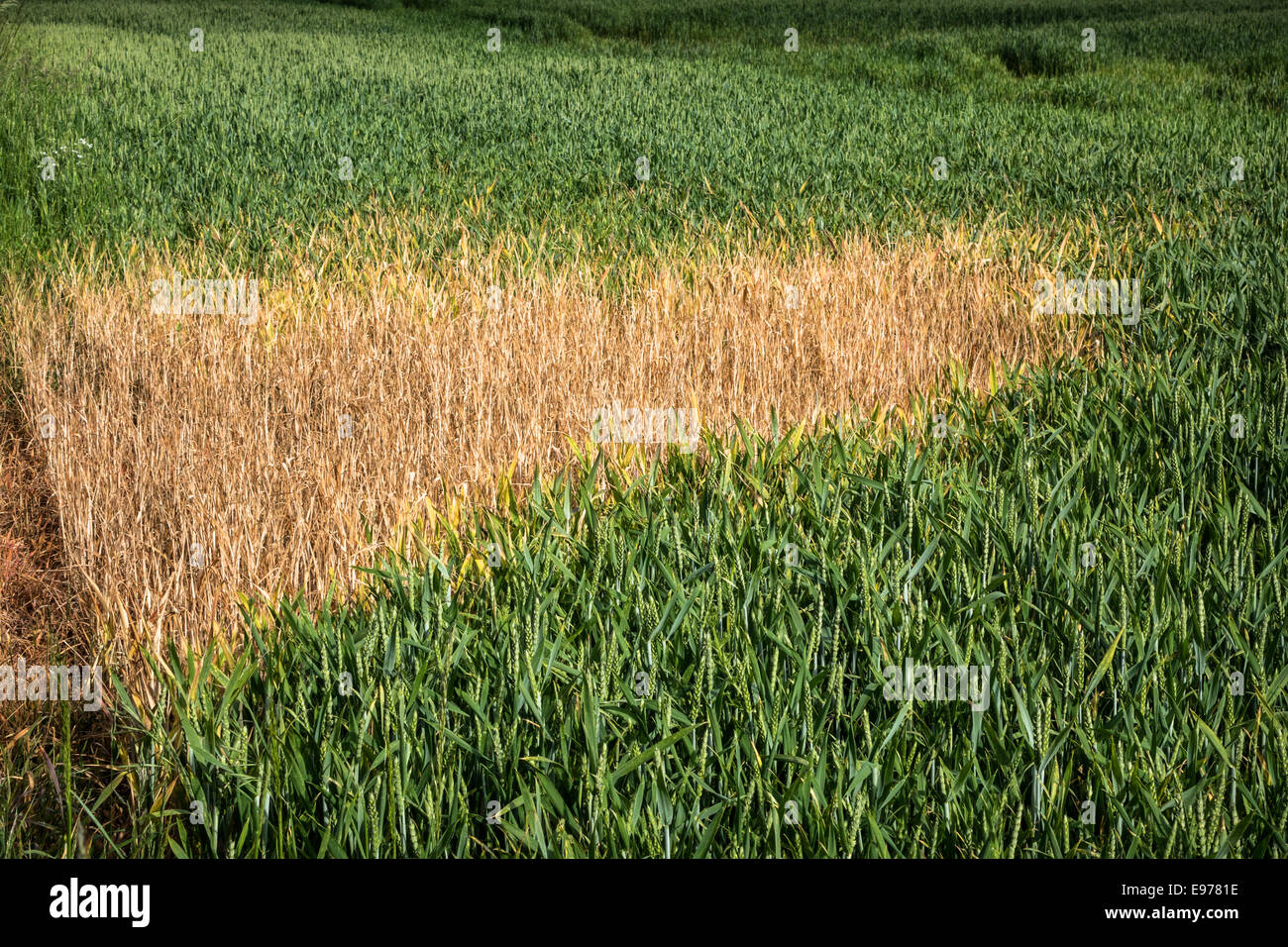 Yellowing of a whet crop caused by contamination. Stock Photo