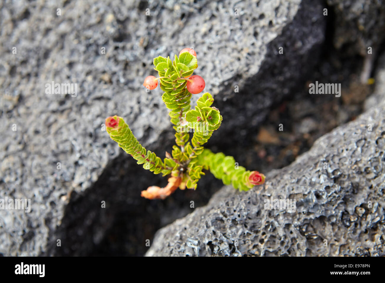 Lava volcano plant hires stock photography and images Alamy