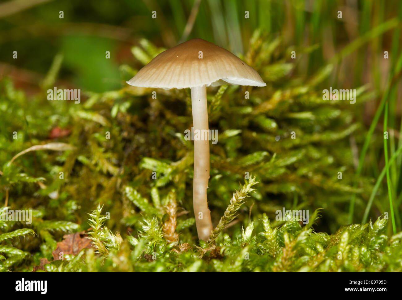 A tiny mushroom, a Mycena, growing between moss Stock Photo