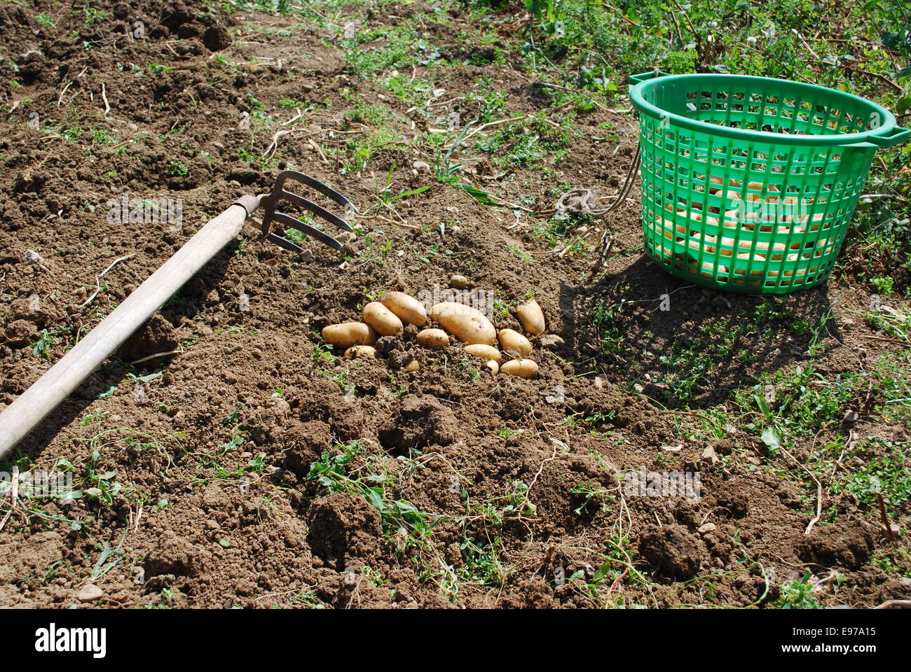 Kartoffel ernte hi-res stock photography and images - Alamy