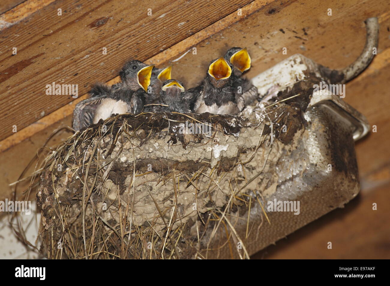 Barn Swallow chicks in nest Stock Photo