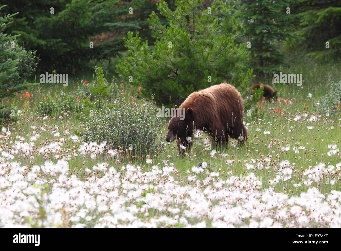 American Black Bear, Baribal Stock Photo