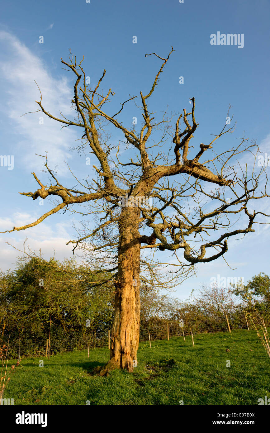 A weak dying common oak tree, Quercus robur, in early spring with bare