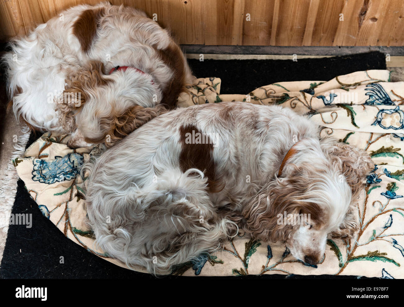 Two sleeping cocker spaniels curled up on their bed (UK) Stock Photo