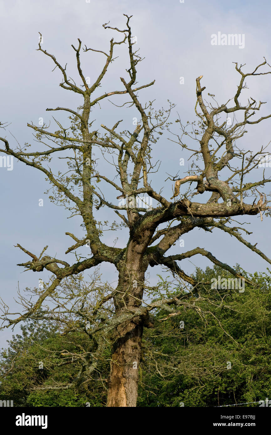 A weak dying common oak tree, Quercus robur, in early spring coming