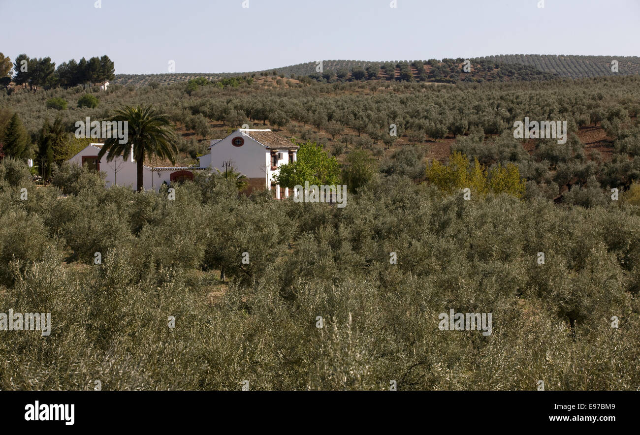 Spanish 'Finca' farmhouse in oliv grove in Andalucia Stock Photo