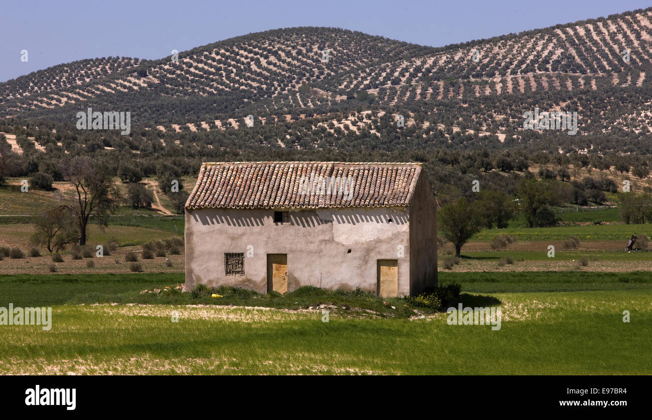 Old barn in oliv field Stock Photo