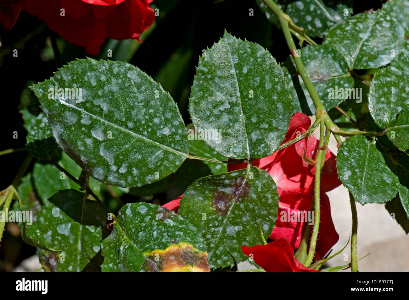 Spray deposit on the leaves of red climbing roses in a garden on the Bay of Naples, Italy Stock Photo