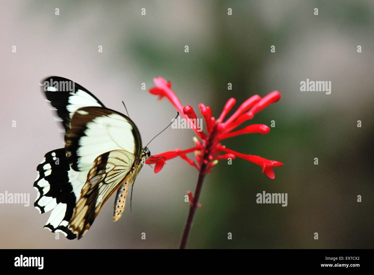 African butterfly hires stock photography and images Alamy