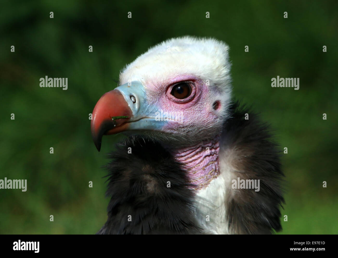 African White-headed vulture (Trigonoceps occipitalis) close-up of the ...