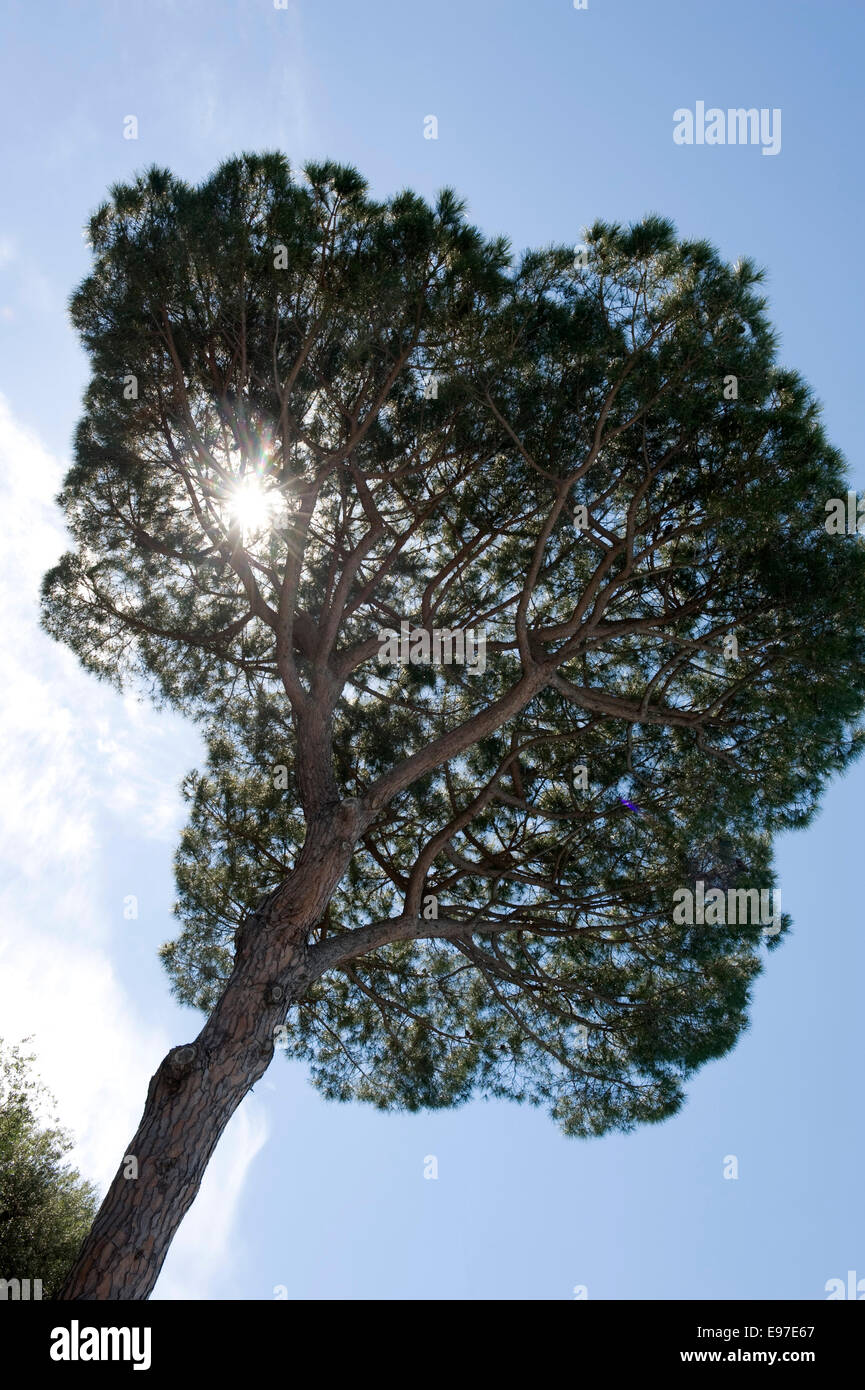 Umbrella or Italian stone pine tree, Pinus pinea near Sorrento, Italy Stock Photo