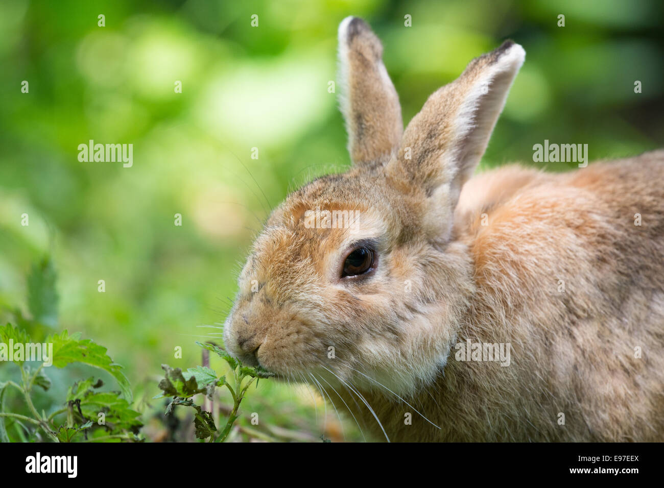 European rabbit in nature Stock Photo - Alamy