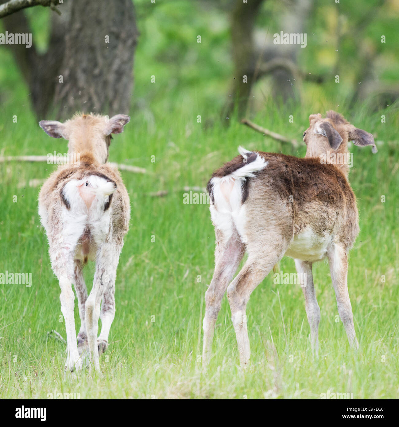 two young Roe deer in nature landscape walking away Stock Photo - Alamy