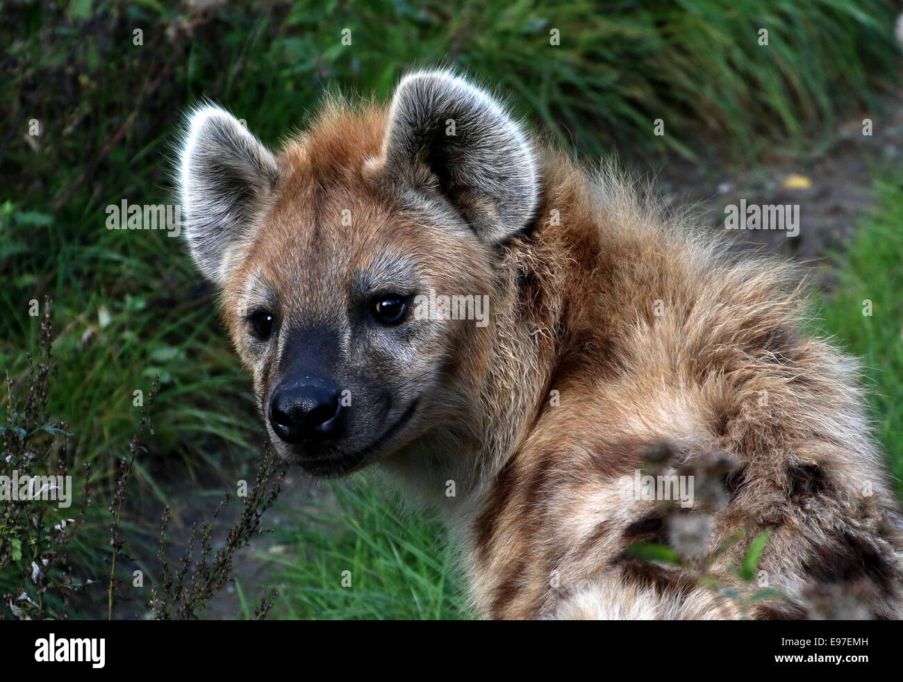 African Spotted or laughing hyena in close-up, looking at the camera Stock Photo
