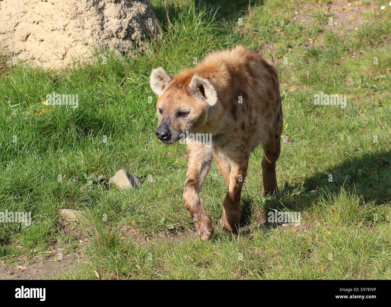 Walking African Spotted or laughing hyena (Crocuta crocuta) in close-up Stock Photo