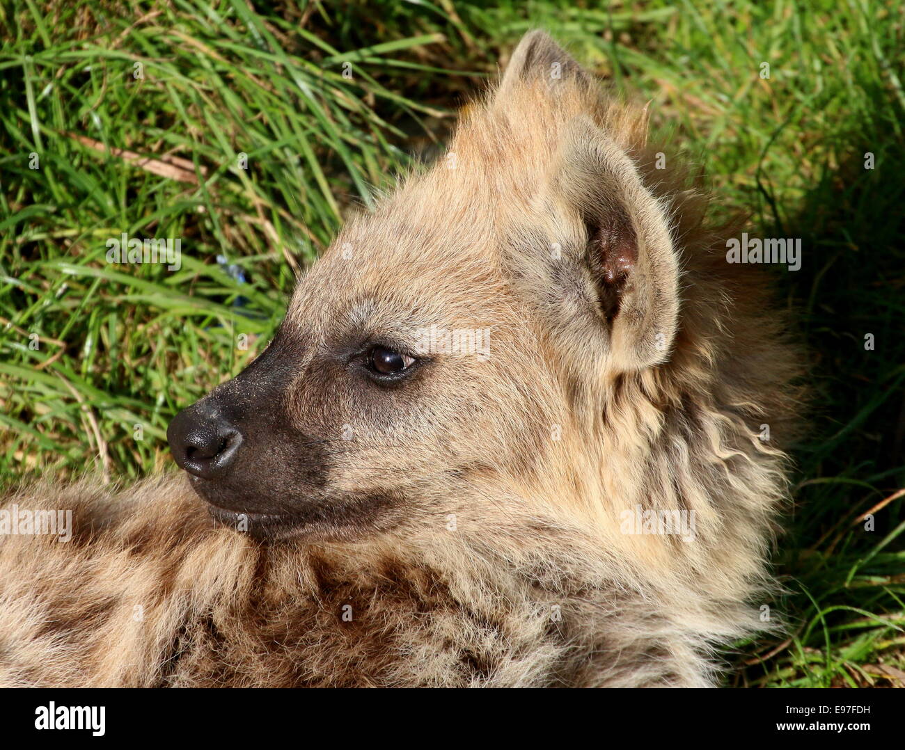 African Spotted or laughing hyena in close-up Stock Photo