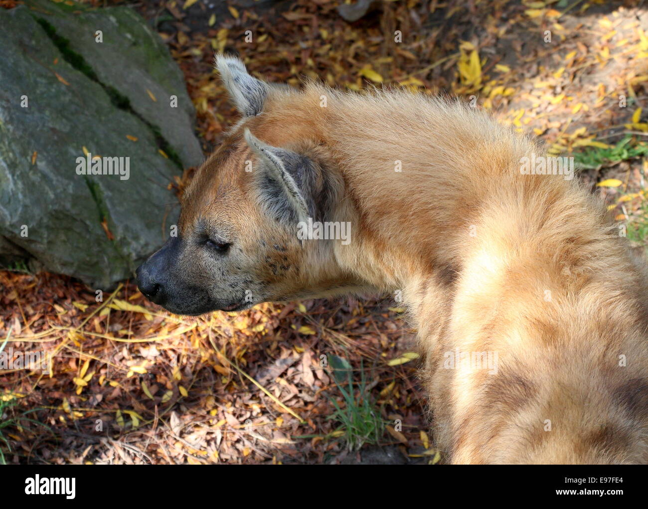 Mature African Spotted or laughing hyena in close-up Stock Photo
