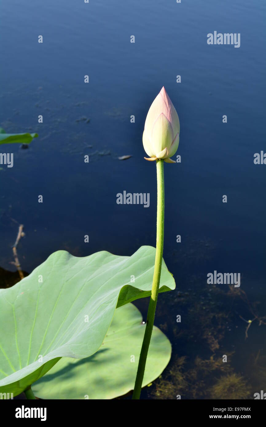 Bright lotus bud and green leaves against dark water with lake weeds Stock Photo