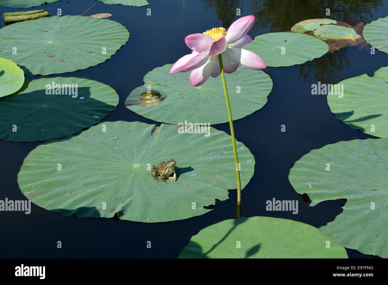 Two cute frogs on lotus leaves watching a big pink flower in the pond Stock Photo