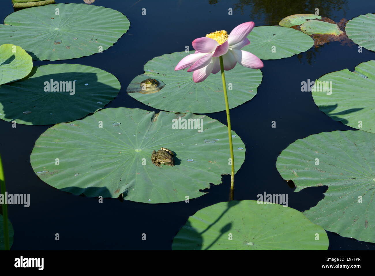 Two frogs on lotus leaves and a pink flower in the pond Stock Photo