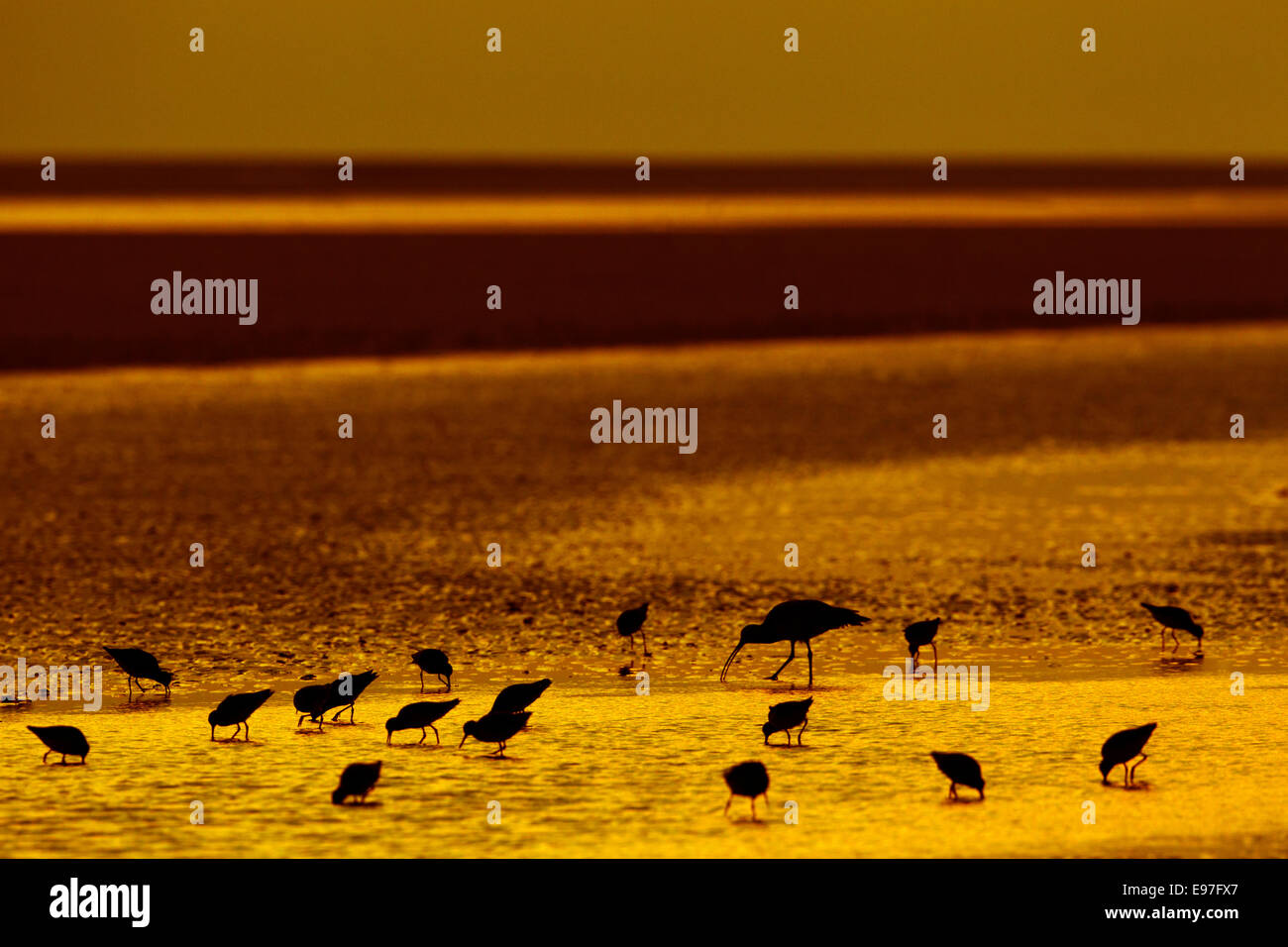 Curlew Numenius arquata and Redshanks feeding on shoreline with the sun setting Stock Photo