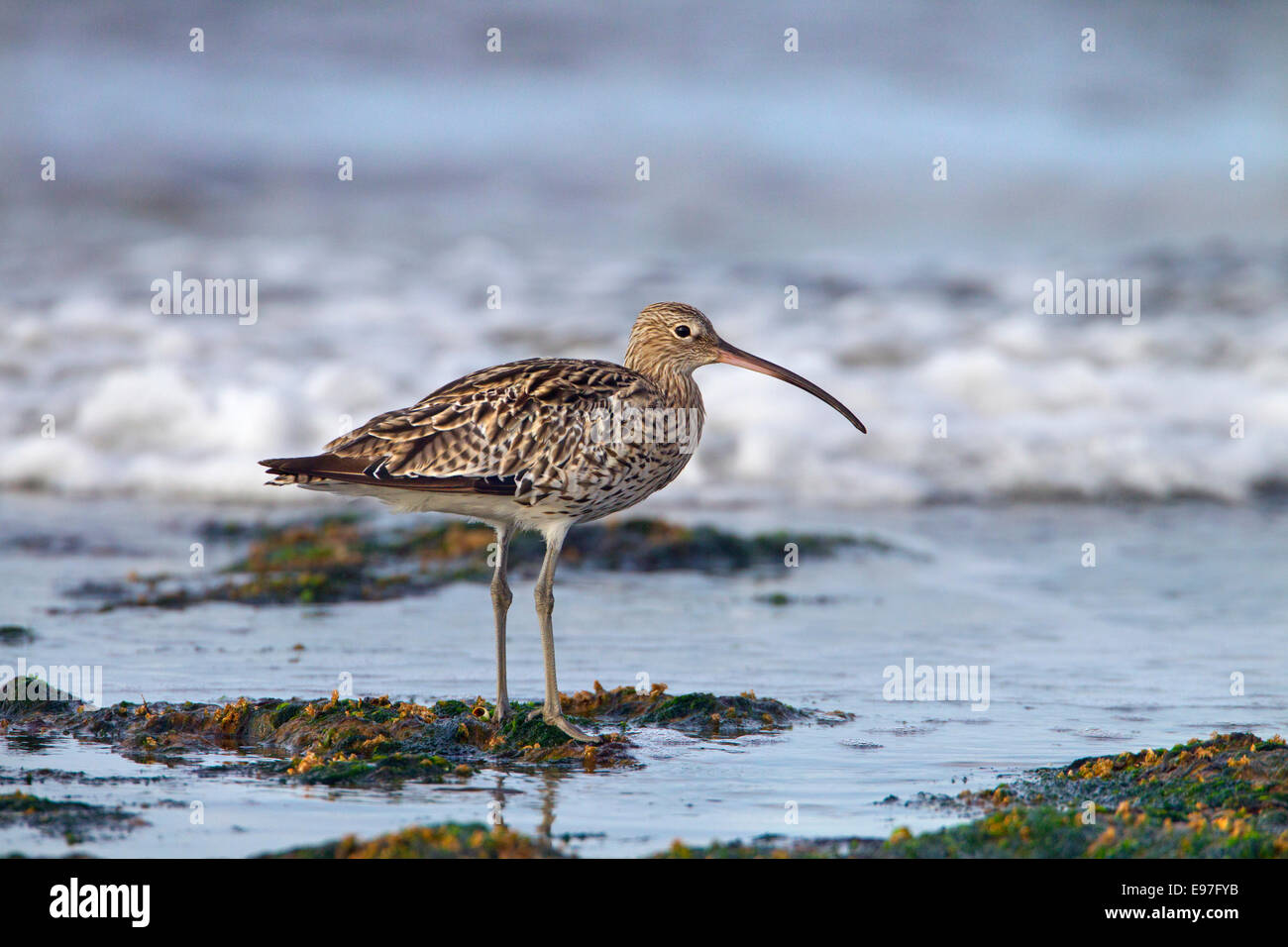 Curlew Numenius arquata feeding on shoreline Stock Photo