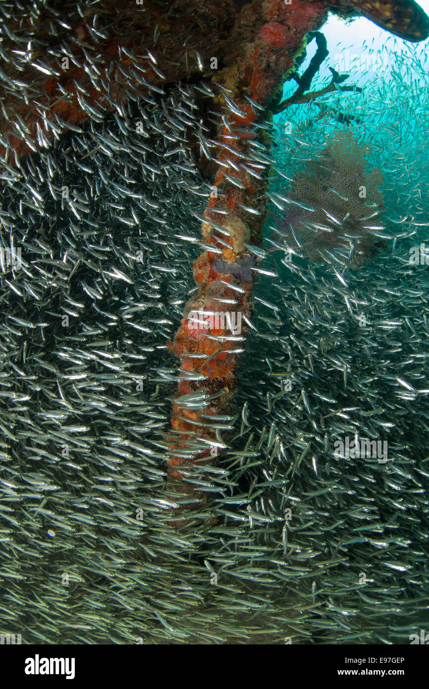 A shoal of Silversides fills the interior of the Benwood wreck, Key Largo. Stock Photo