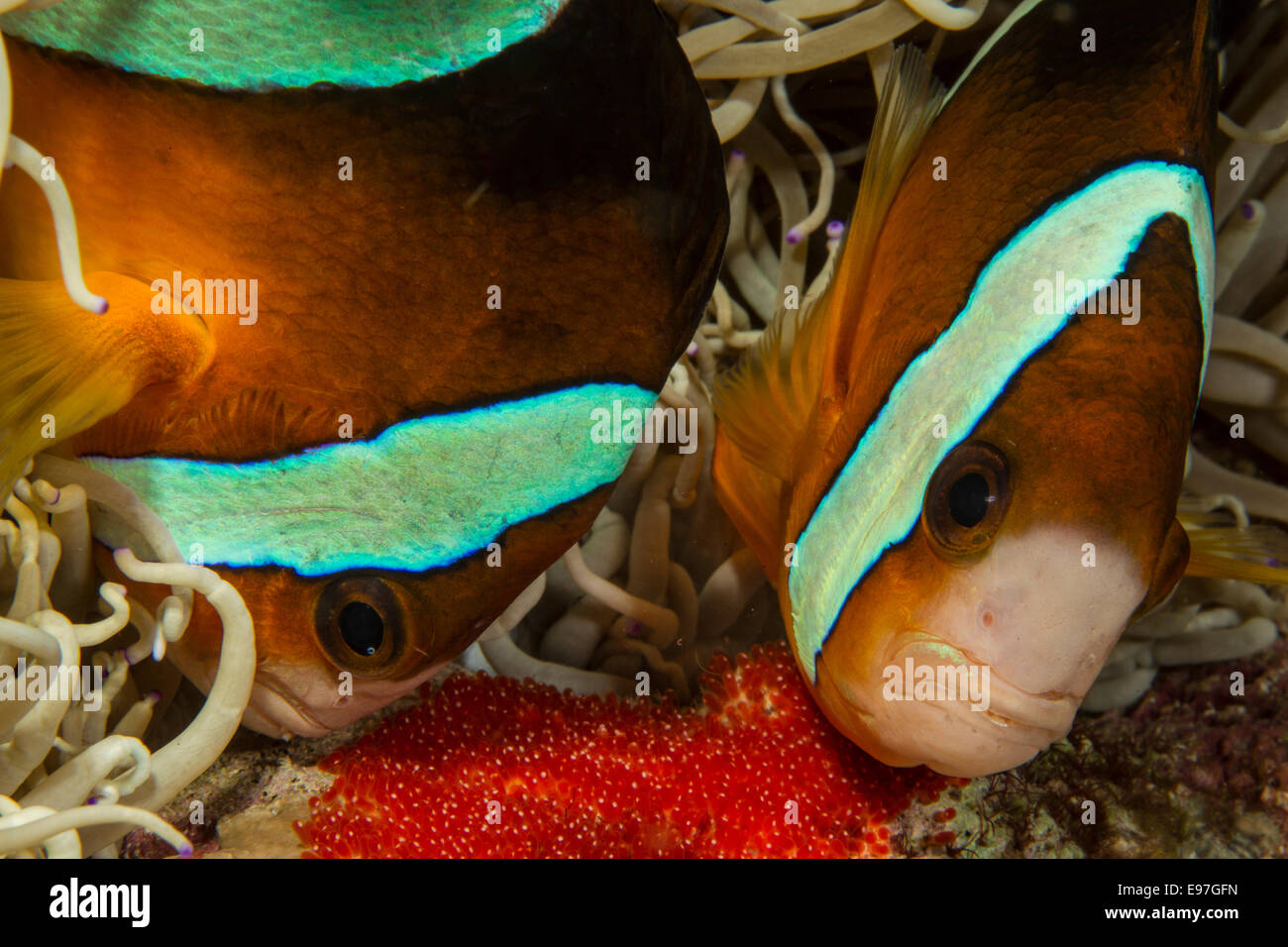 A pair of Clownfish attend to their eggs. Stock Photo