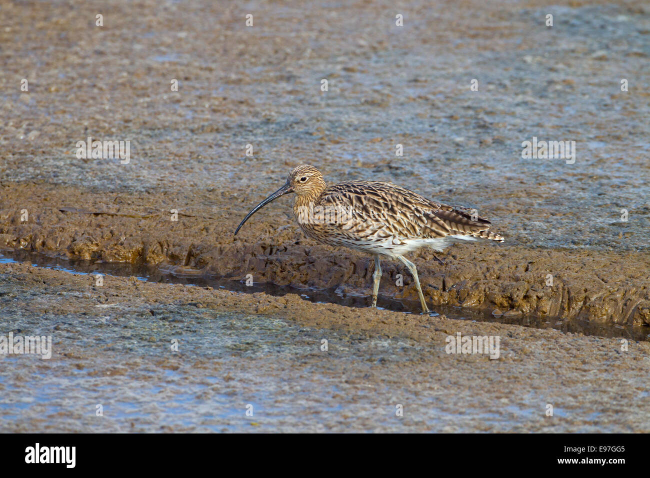 Curlew Numenius arquata feeding on shoreline Stock Photo