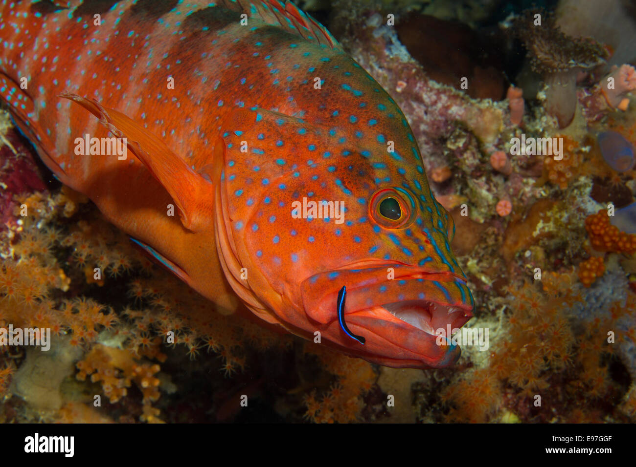 Mutualistic behavior of a Neon goby cleaning debris and parasites from a Coral grouper. Stock Photo