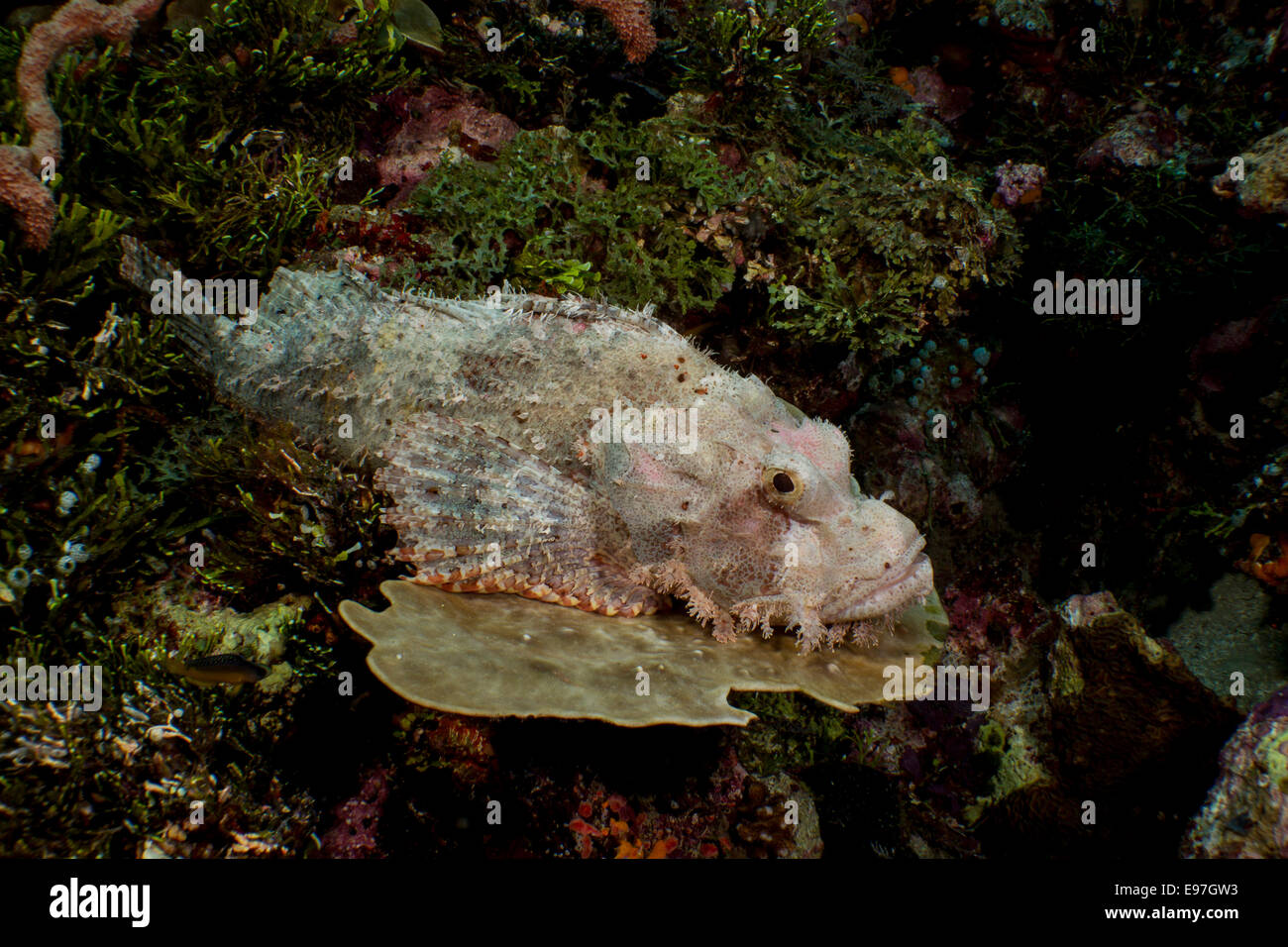 Tasseled scorpionfish rests on a coral reef. Stock Photo
