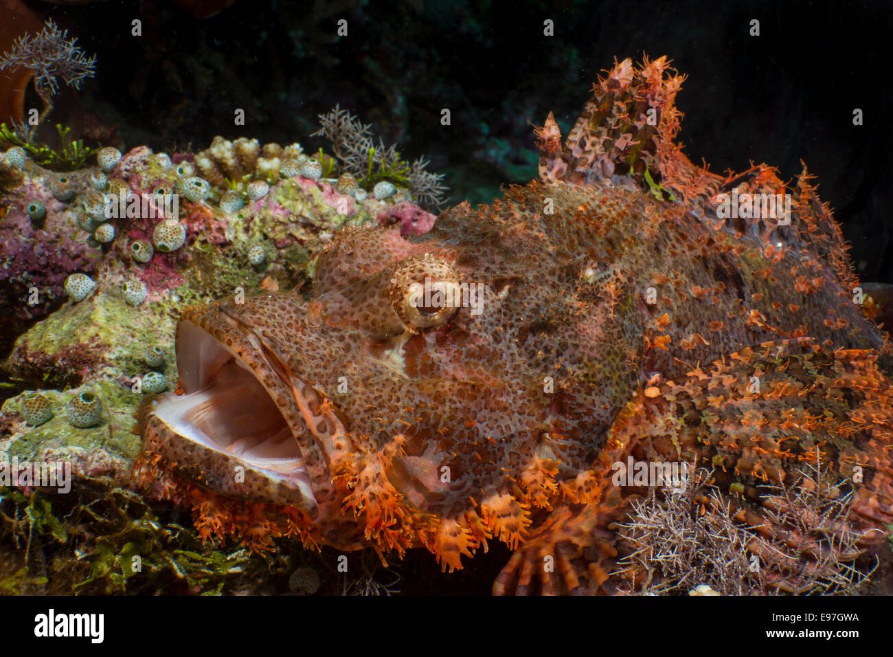 Mouth agape, Tasseled scorpionfish warns a diver to stay away. Stock Photo