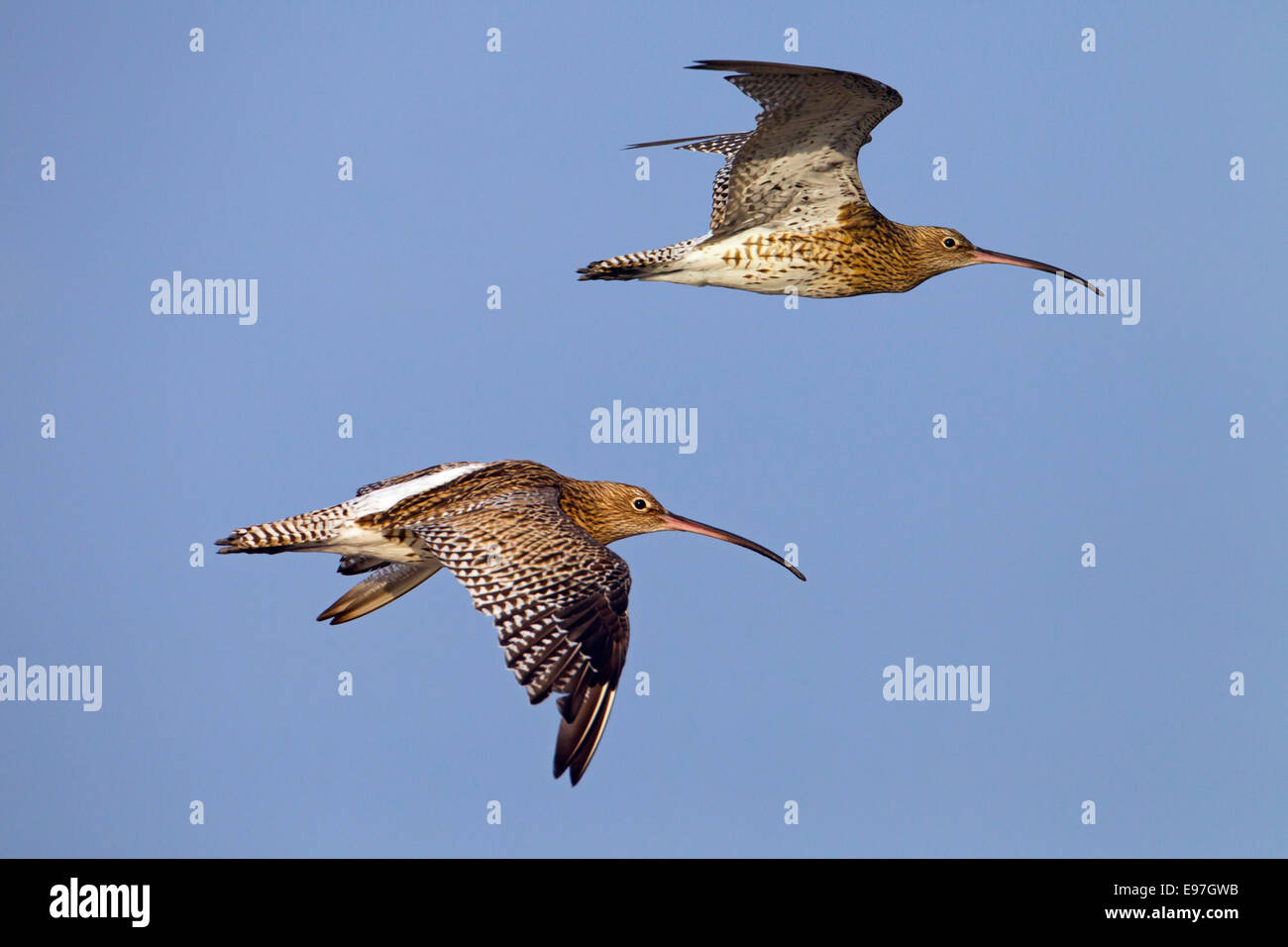 Curlew In Flight Curlews over coast hi-res stock photography and images - Alamy