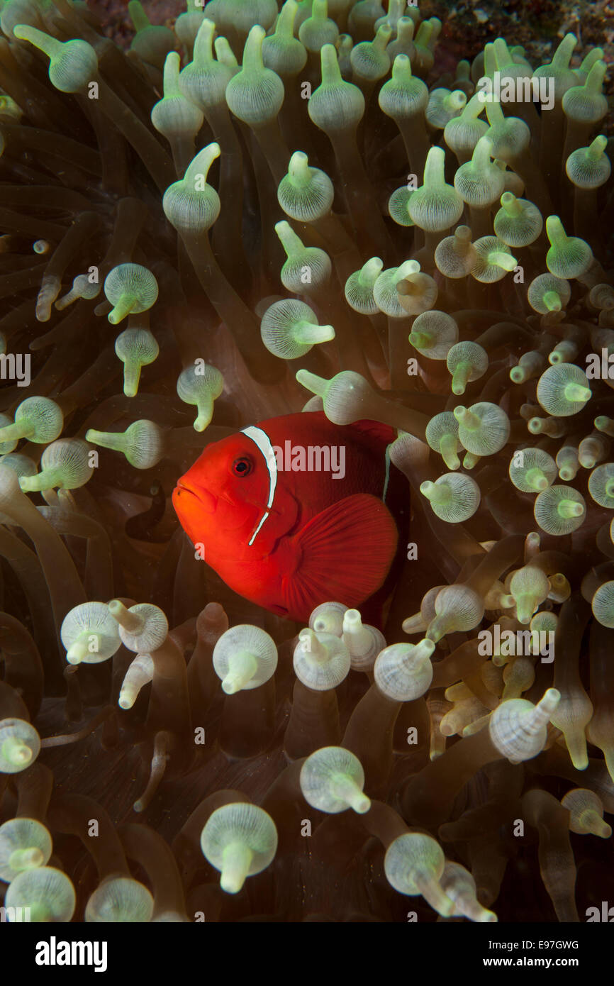 Spine-cheeked anemonefish peeks out from the protection of it's host anemone. Stock Photo