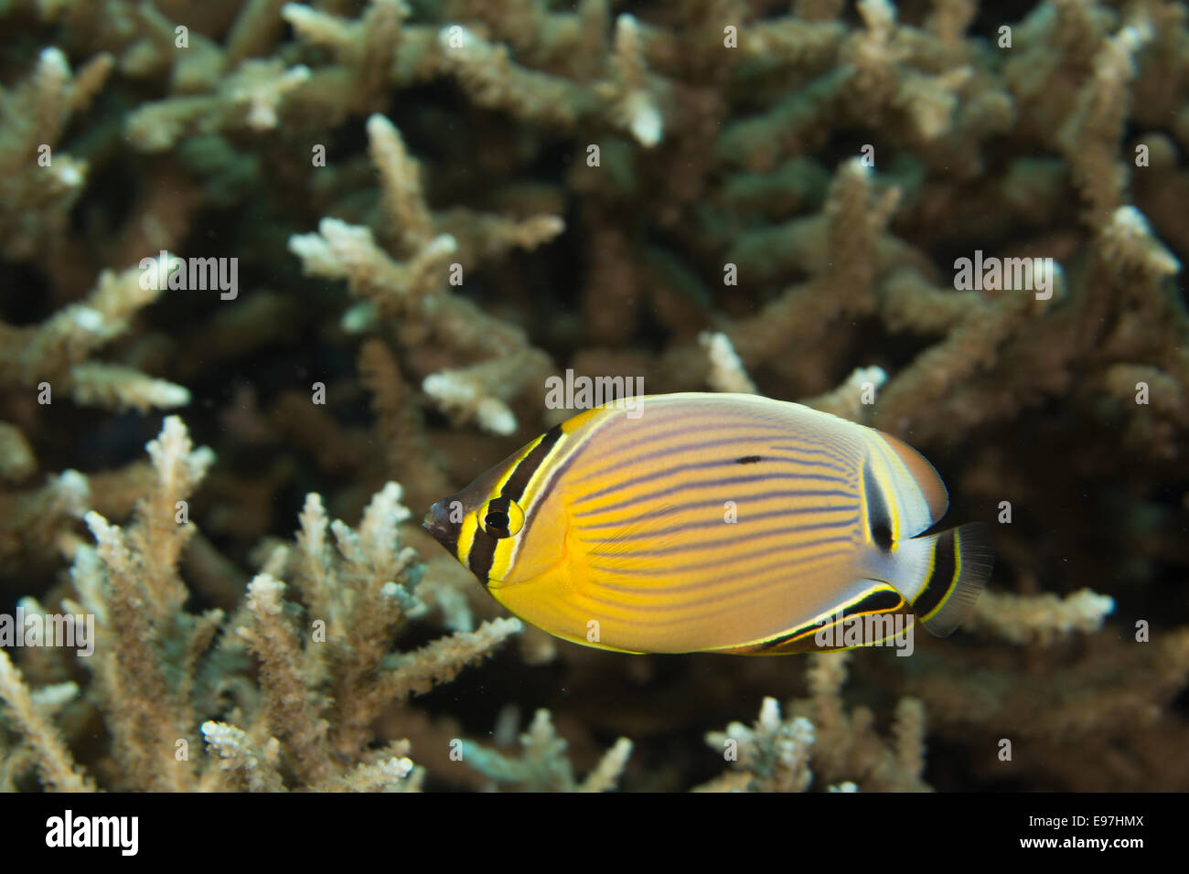 Redfin butterflyfish flits amid a field of hard corals. Stock Photo