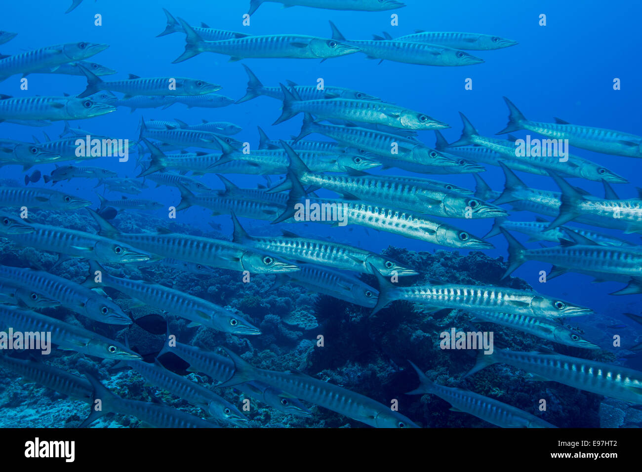Blackfin barracuda hires stock photography and images Alamy
